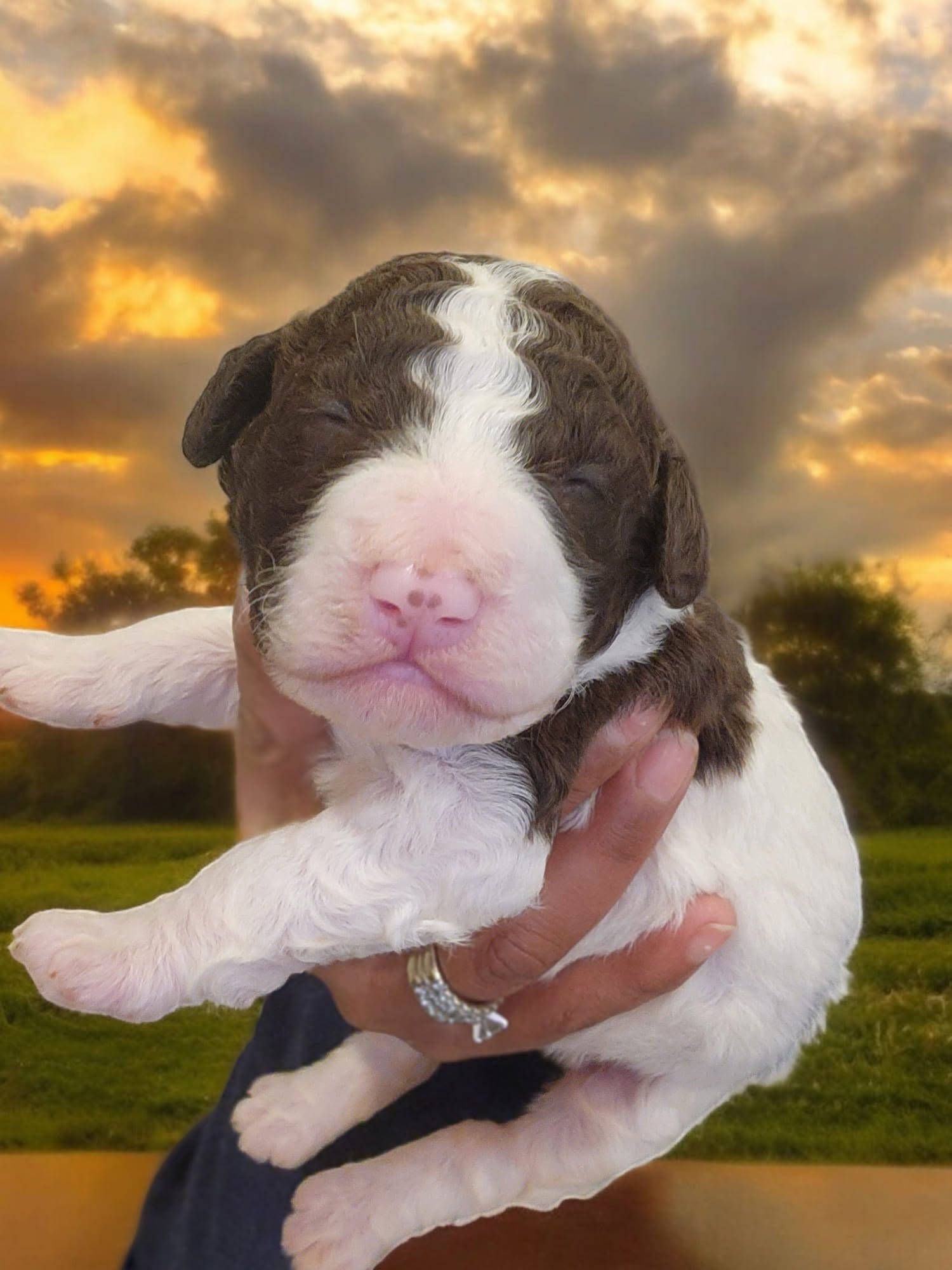 Goldendoodle held out with cute background