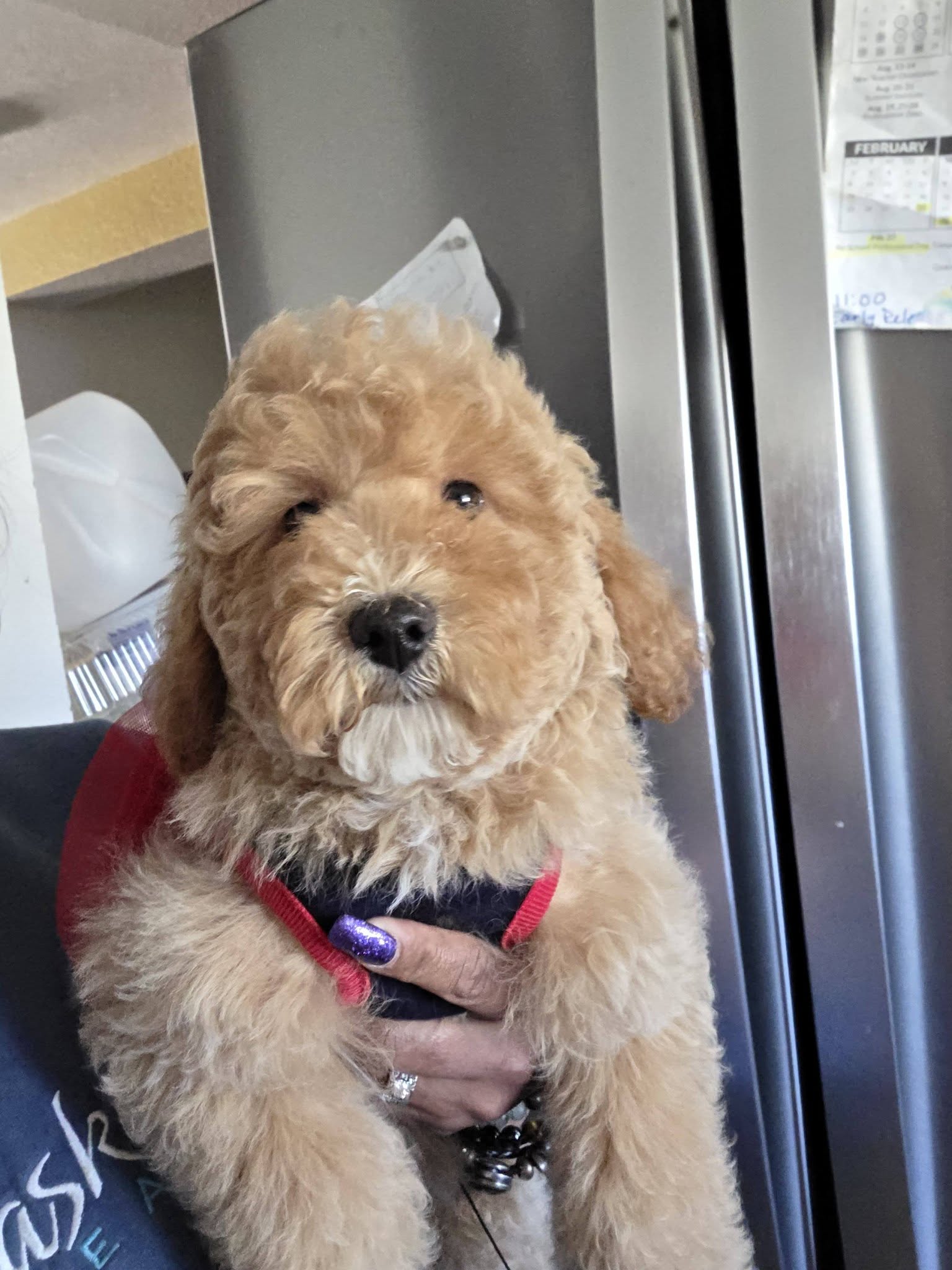 Apricot goldendoodle puppy