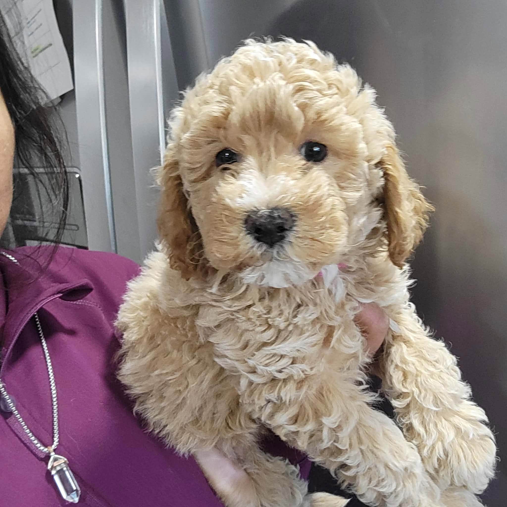 Berta, a petite mini goldendoodle