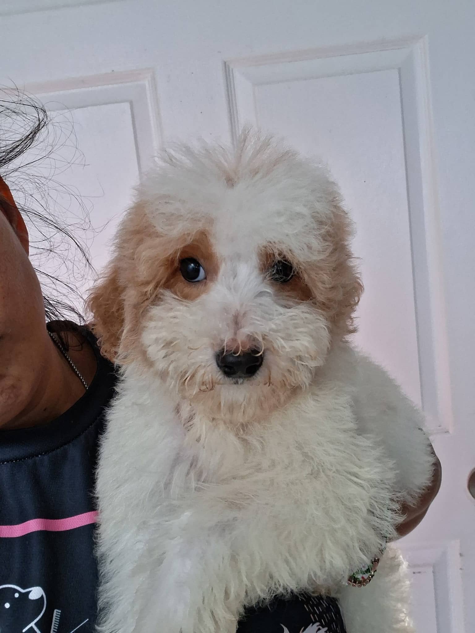 Cream F1B mini goldendoodle puppy with apricot ears