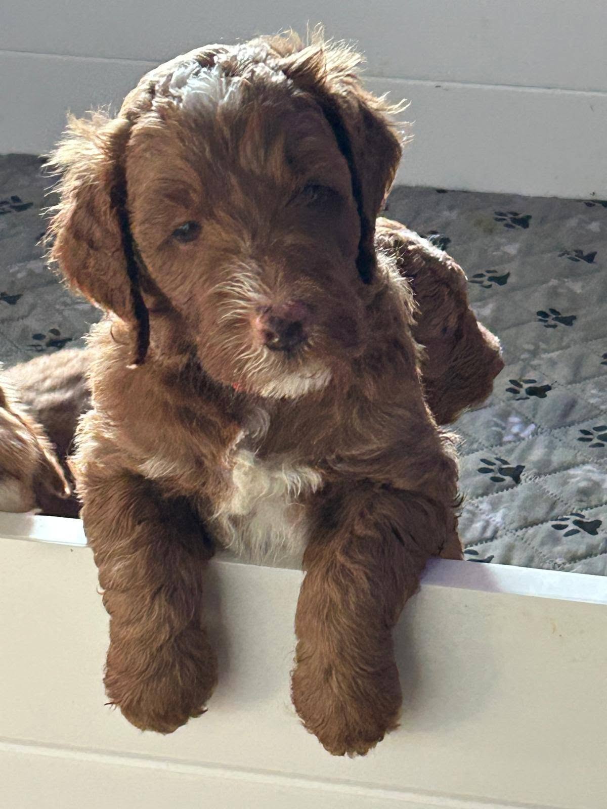 Dark brown doodle