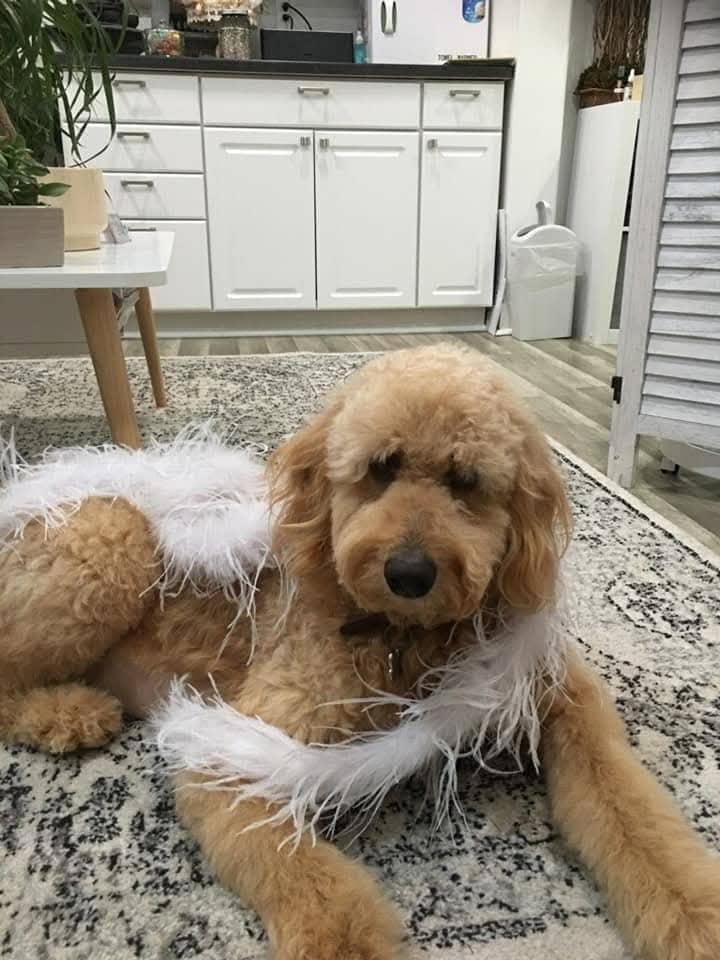 Goldendoodle parent dog