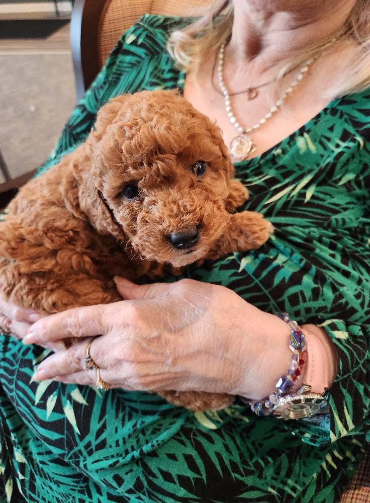 Goldendoodle puppy held in arms