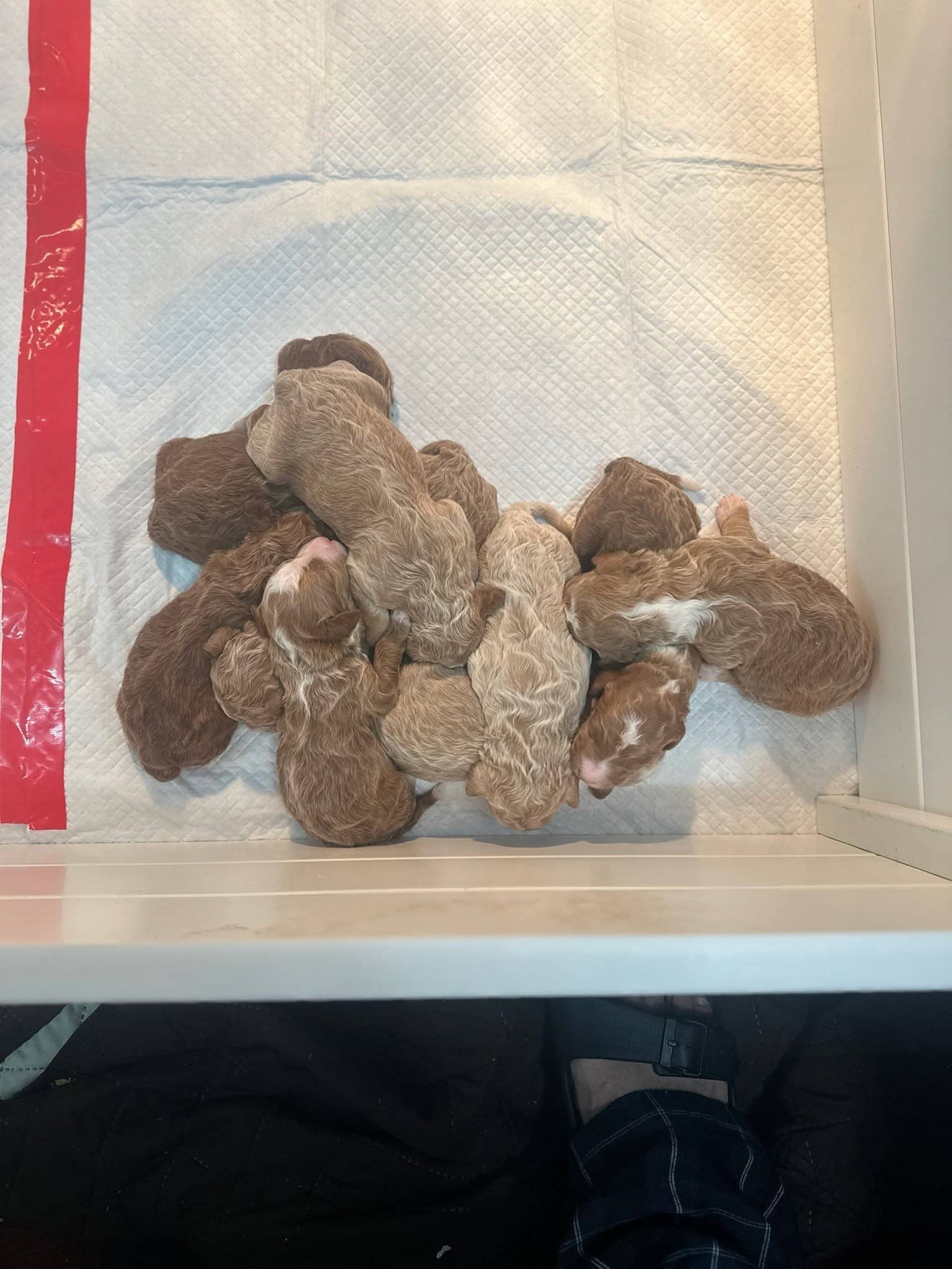 Goldendoodle puppies huddled together