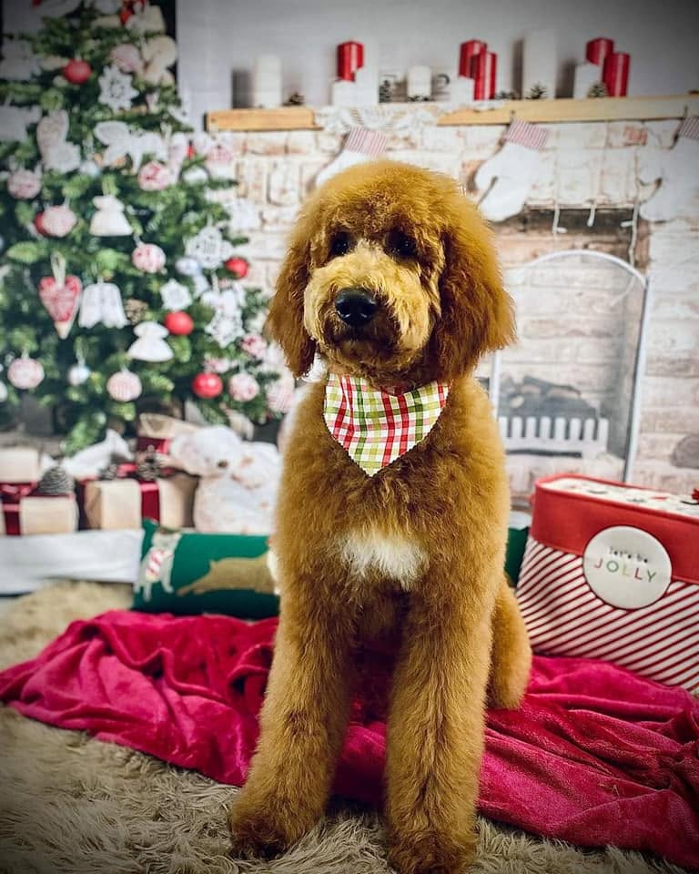 Large goldendoodle parent