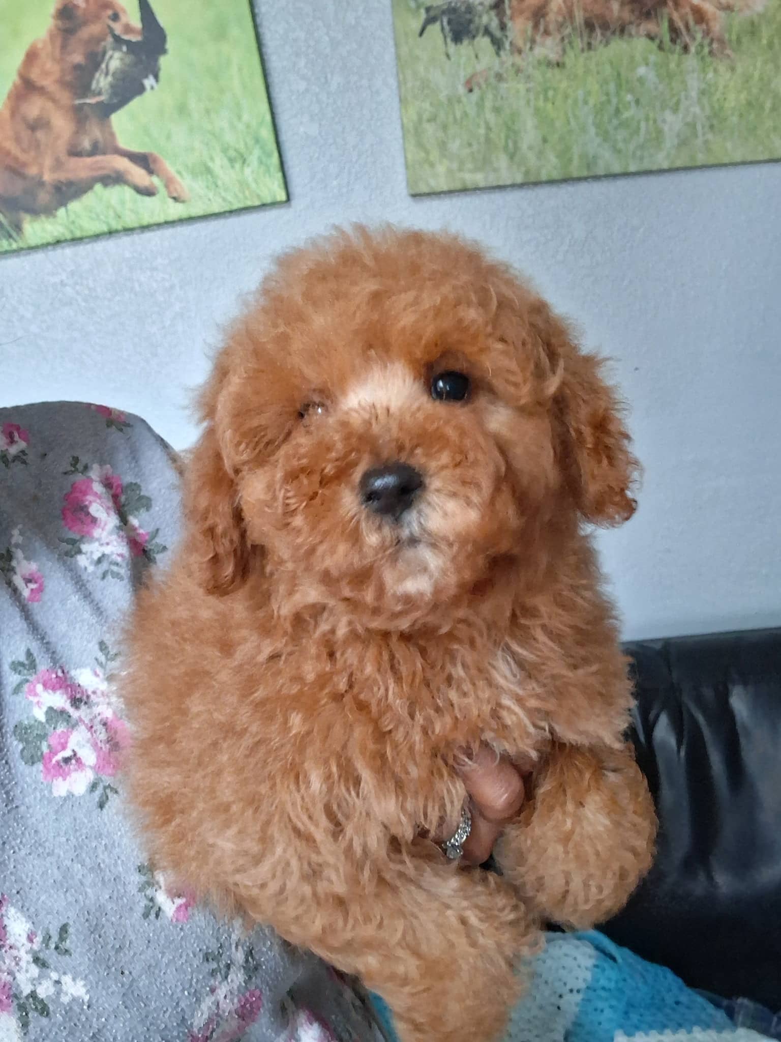 Puma, a red F1B mini goldendoodle puppy with a curly coat