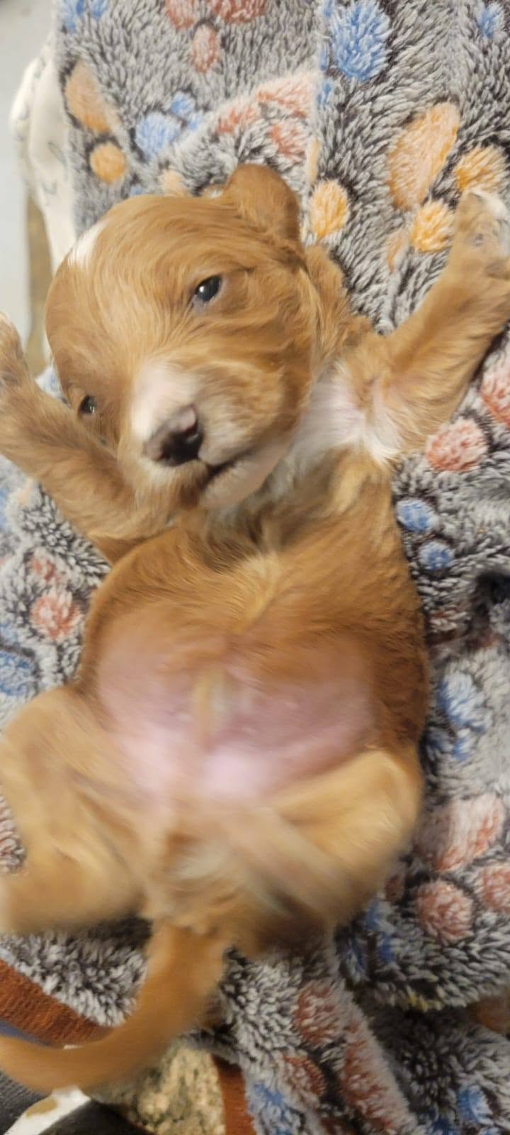 Smiling goldendoodle